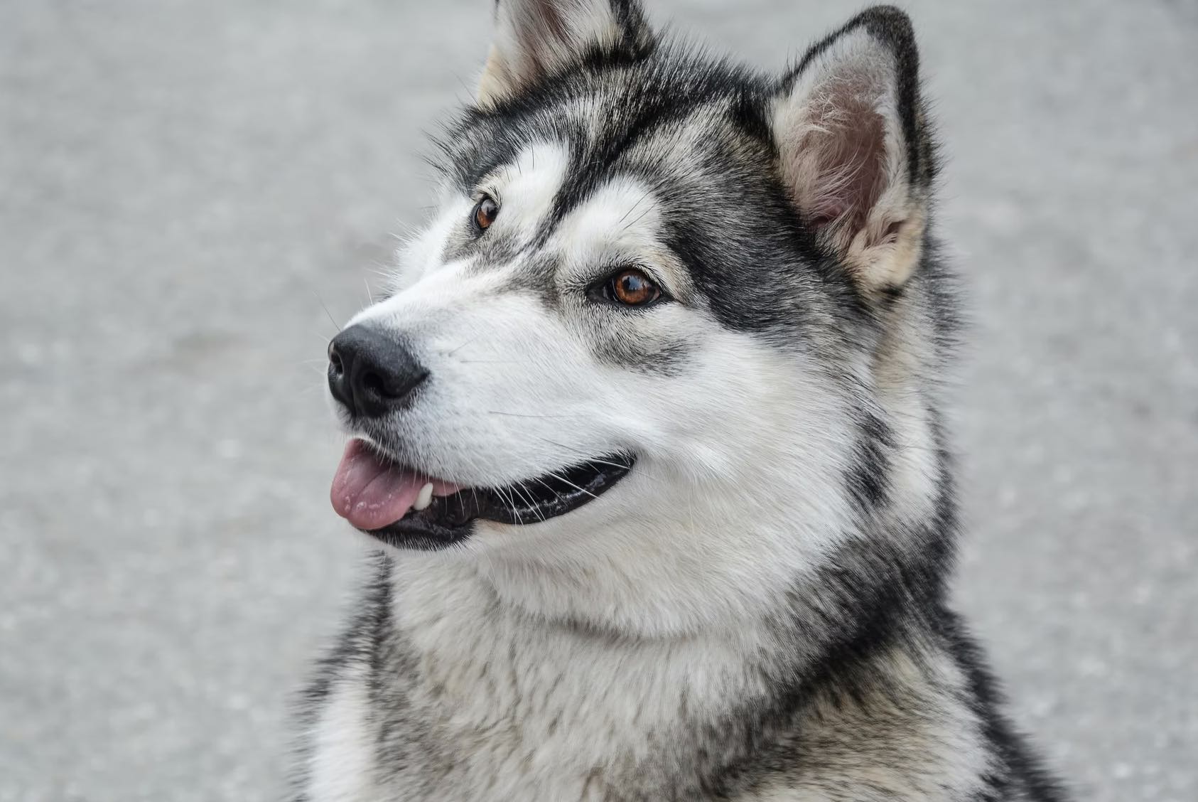 husky