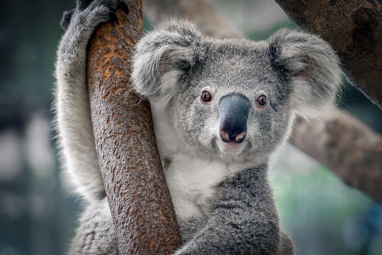 koala