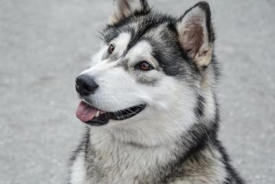 husky